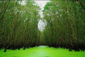 3D2N Mekong - Floating Market - Chau Doc - Boat To Phnom Penh - Day 1: Vinh Trang Pagoda, My Tho islands, and the canal rowboats