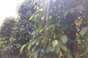 Explore the north of Phu Quoc island by private US Army Jeeps - Stop 1: Vườn tiêu Hai Dương pepper farm for a fragrant first chapter