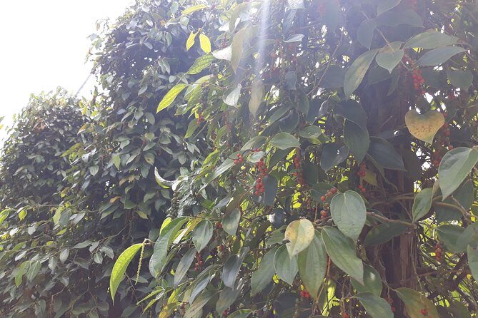 Explore the north of Phu Quoc island by private US Army Jeeps - Stop 1: Vườn tiêu Hai Dương pepper farm for a fragrant first chapter