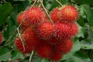 Mekong Delta 4 Islands, TukTuk, Boat, Try Khot Cake Local Cooking - Boat rides plus tuk tuk village loops: the “see it” part