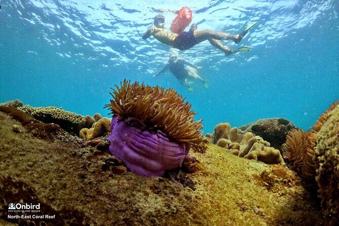 OnBird - PRIVATE ADVENTURE SNORKELING - explore Half-moon reef & Coral Mountain - The relaxing breaks that make this day work