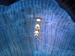 Phu Quoc: Scuba Diving Experience for All Levels - Depth limits that make sense: 6 meters first, then up to 17