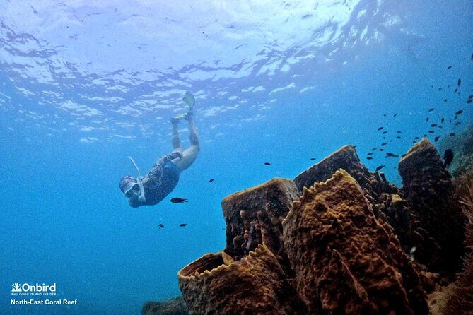 PRO-SNORKELING to Explore Hidden Coral Reefs (MAX 10 PAX) - Key points before you go