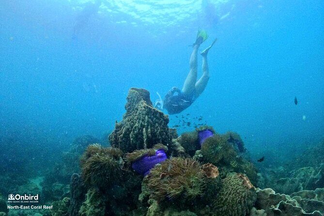 PRO-SNORKELING to Explore Hidden Coral Reefs (MAX 10 PAX) - Stop 1 at An Thoi: practice first, then two hidden coral spots