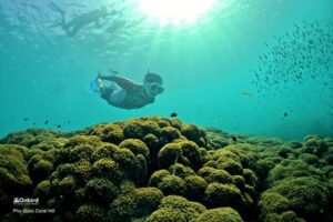 PRO-SNORKELING to Explore Hidden Coral Reefs (MAX 12 PAX) - Two hidden coral snorkeling stops planned for clarity and comfort