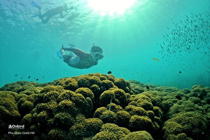 PRO-SNORKELING to Explore Hidden Coral Reefs (MAX 12 PAX) - Two hidden coral snorkeling stops planned for clarity and comfort