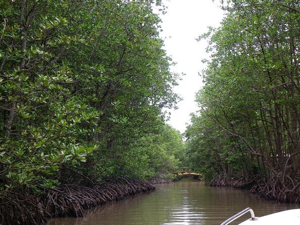 Vam Sat Mangrove Forest - VIP Private Tour - Key highlights that make this VIP tour work